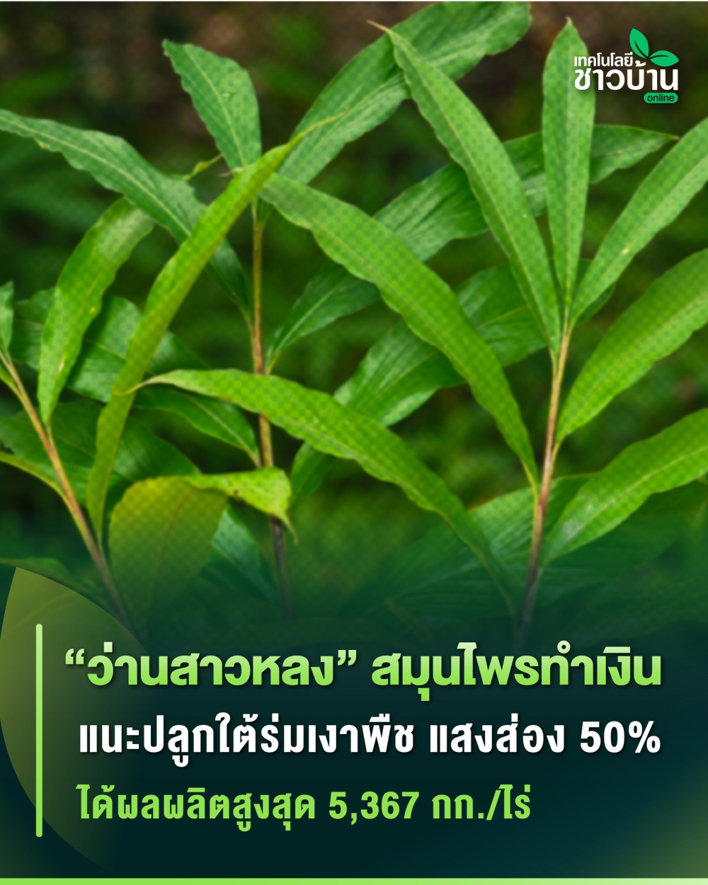 ว่านสาวหลง