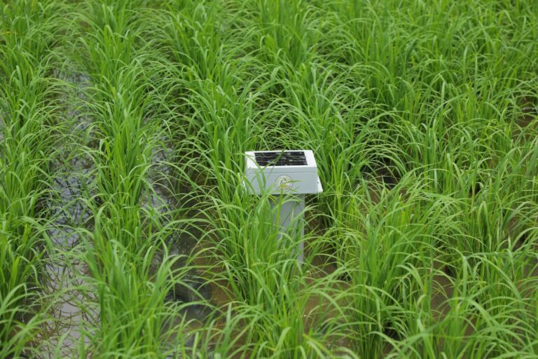 ศูนย์ข้าวชุมชนศรีดอนมูล