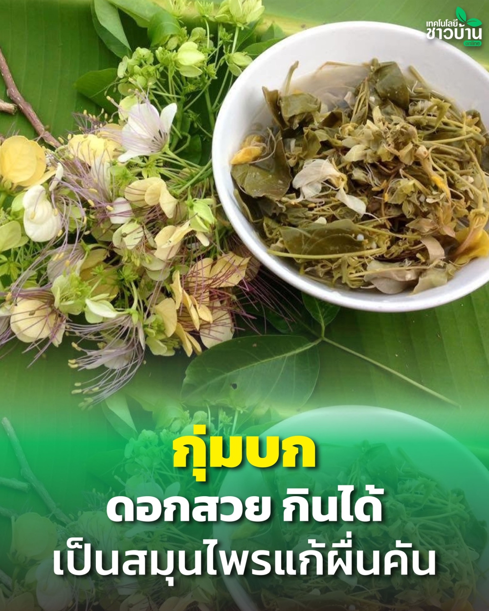 “กุ่มบก”ดอกสวยกินได้เป็นสมุนไพรแก้ผื่นคัน