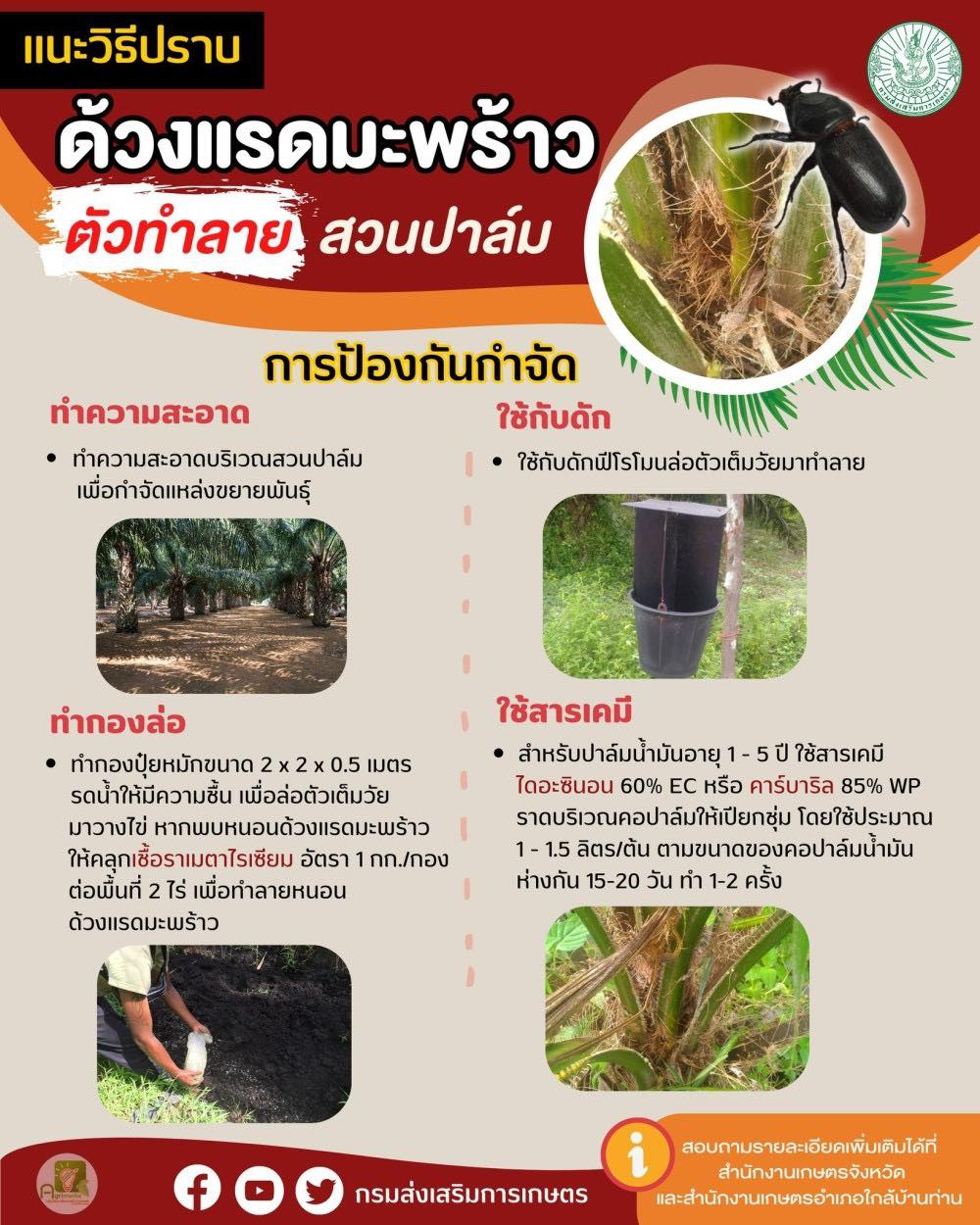 แนะวิธีปราบด้วงแรดมะพร้าว