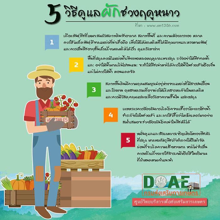 5 วิธีดูแลผักช่วงฤดูหนาว