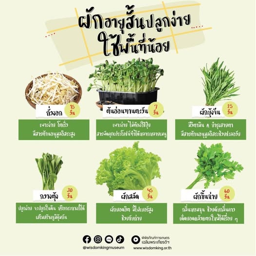 การปลูกผักอายุุสั้น ปลูกง่าย ใช้พื้นที่น้อย