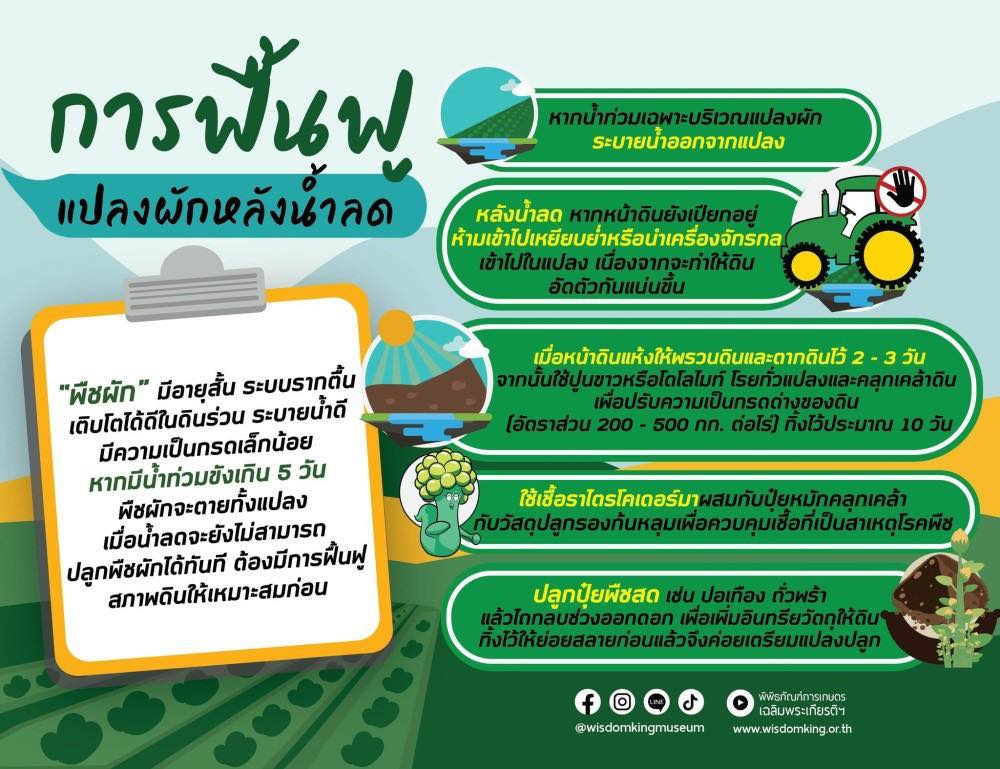การฟื้นฟูแปลงผักหลังน้ำลด