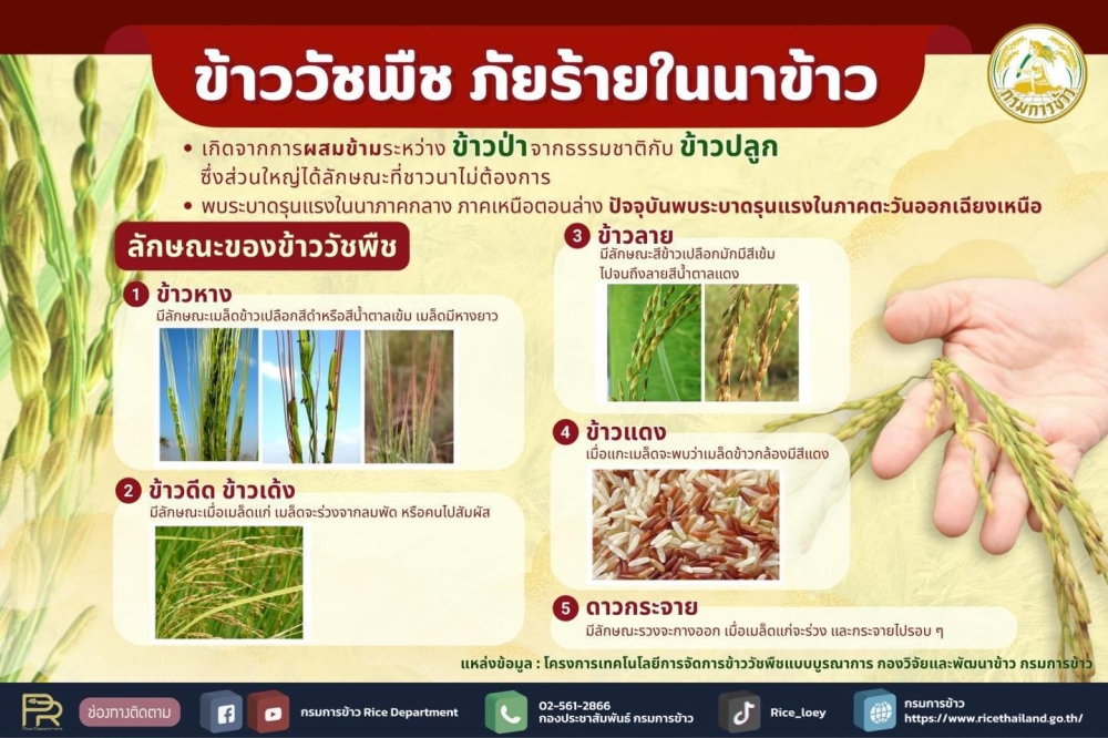ข้าววัชพืชภัยร้ายในนาข้าวพร้อม10ข้อปฏิบัติ
