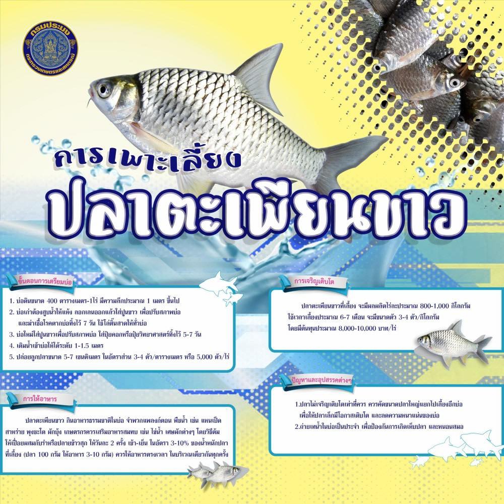 การเพาะเลี้ยงปลานิล