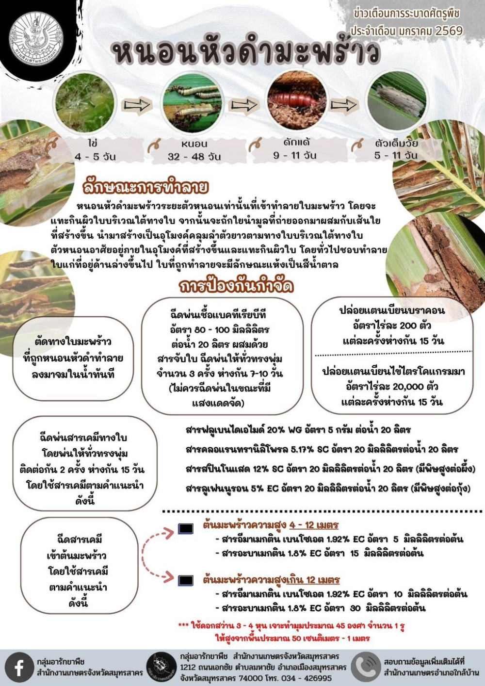 หนอนหัวดำมะพร้าว...