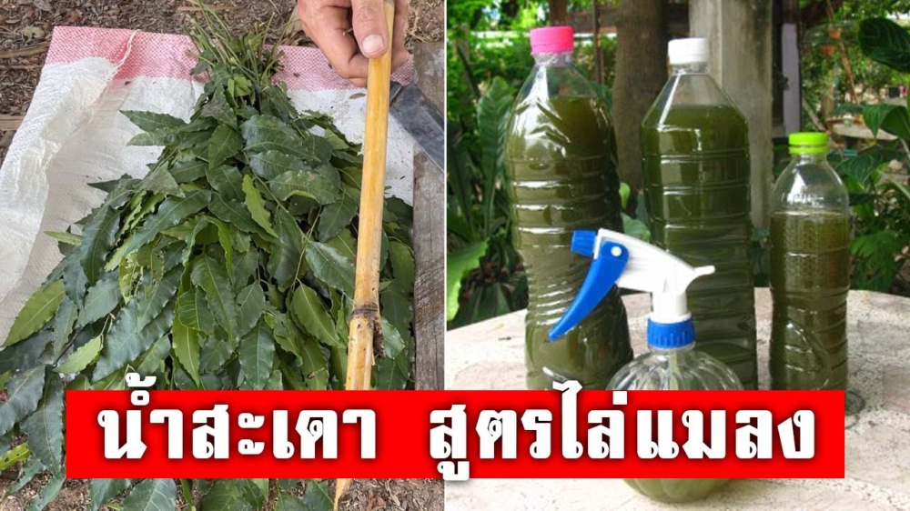น้ำหมักสะเดาสูตรธรรมชาติป้องกันเพลี้ยหนอน