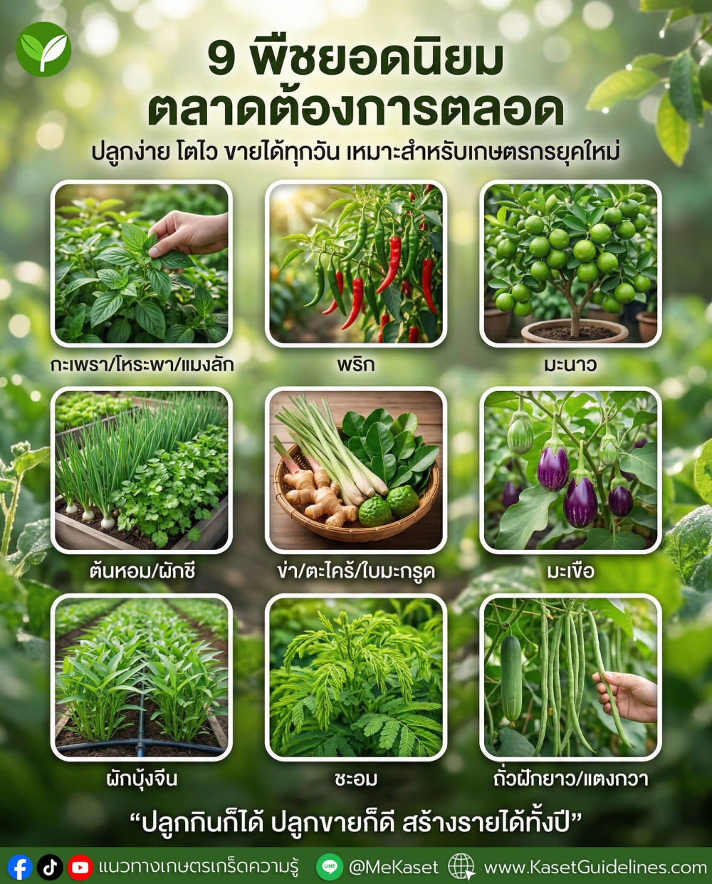 9 พืชยอดนิยม ตลาดต้องการตลอด ปลูกง่าย ขายได้ทุกวัน