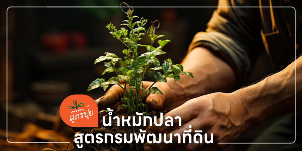สูตรน้ำหมักปลา แหล่งธาตุอาหาร พืชผลโตไว
