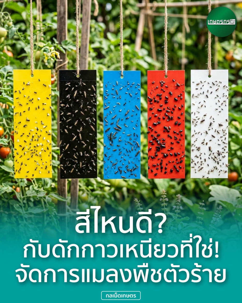 สีไหนคือกับดักกาวเหนียวที่ใช่