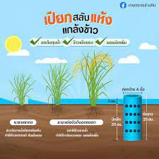 คู่มือการทำนาเปียกสลับแห้ง