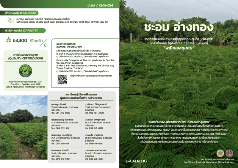 ชะอมอ่างทองจากสวนชะอมถึงจานอาหารทุกยอดชะอมคือ