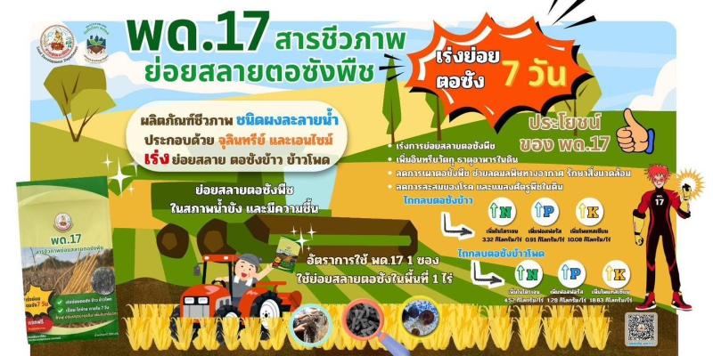 ไม่เผาเปลี่ยนตอซังเป็นปุ๋ย!