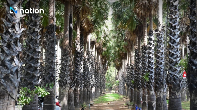 Phetchaburi’s palm sugar the sweet heart of the City of Three Flavours