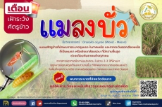 เตือนเฝ้าระวังศัตรูข้าว  แมลงบั่ว