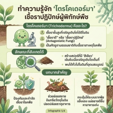 ทำความรู้จักไตรโคเดอร์มาเชื้อราปฏิปักษ์ผู้พิทักษ์พืช