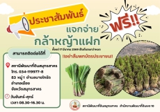 ประชาสัมพันธ์ แจกจ่ายกล้าหญ้าแฝก (ฟรี)