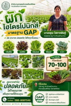 ผักไฮโดรโปนิกส์ มาตรฐาน GAP
