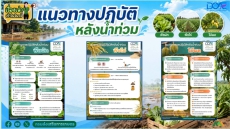 แนวทางปฏิบัติหลังน้ำท่วม พืชผัก พืชไร่ ไม้ผล