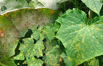 แหล่งอ้างอิงรูป : https://www.unilife.co.th/?agricultural_knowled=โรคราน้ำค้างในผัก