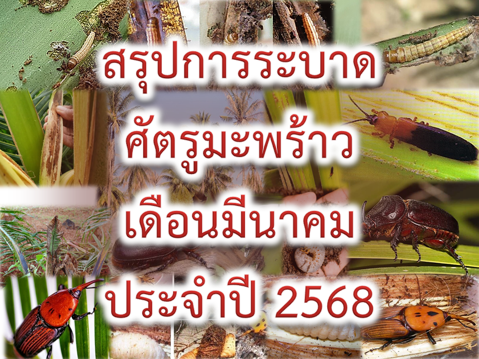 ข้อมูลการระบาดศัตรูมะพร้าวประจำเดือนมีนาคม 2568