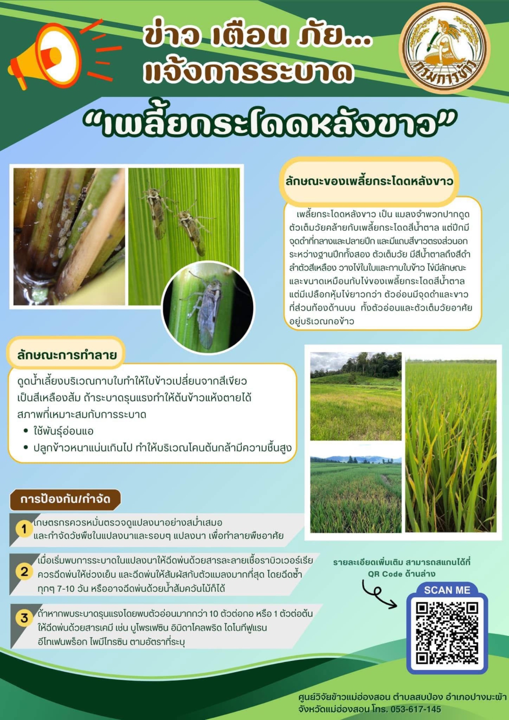 แจ้งการระบาดของเพลี้ยกระโดดหลังขาว