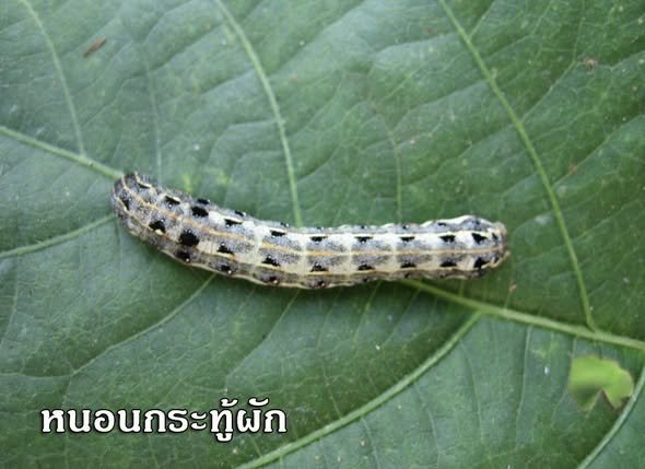 ระวังหนอนกระทู้ผักและด้วงหมัดผักในพืชผักตระกูลกะหล่ำ