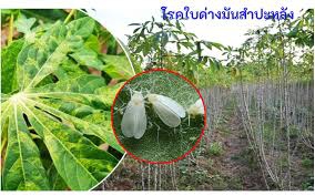 สถานการณ์ศัตรูพืชระบาด ข้อมูล ณ วันที่ 25 มีนาคม 2569