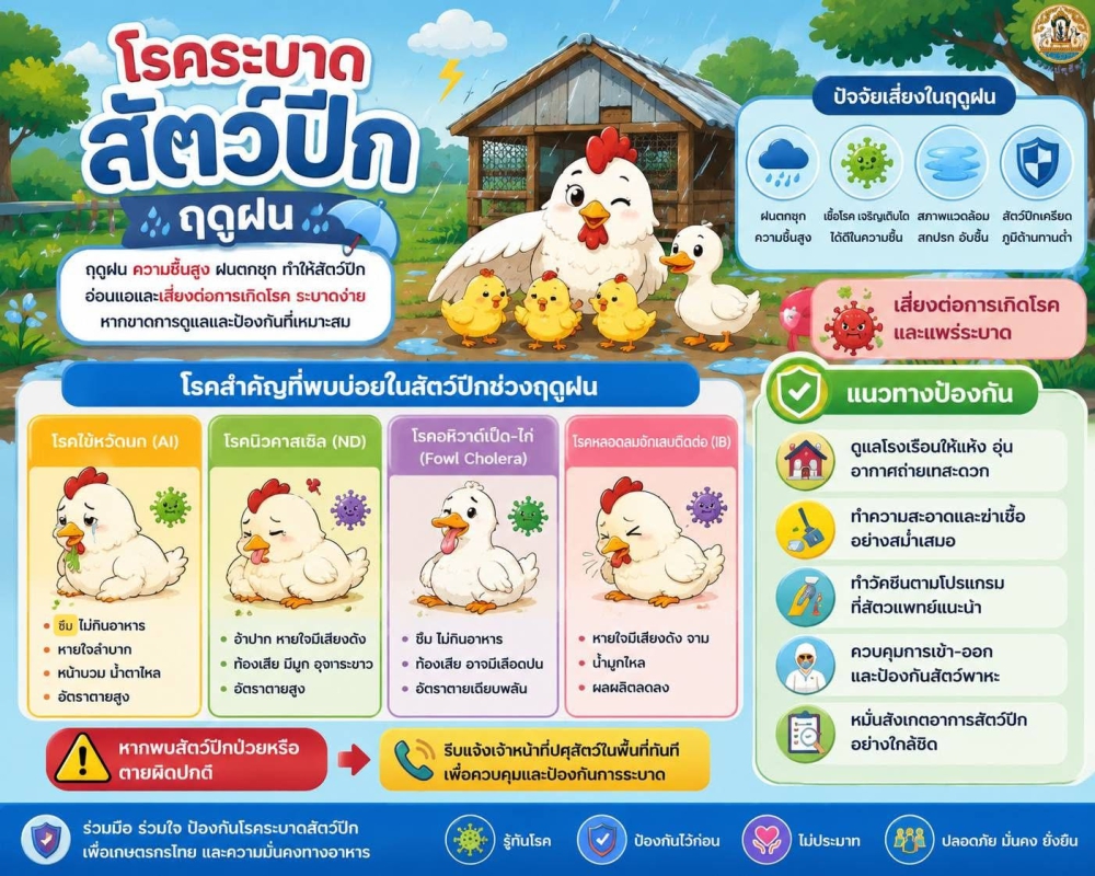 เตือนโรคระบาดสัตว์ปีก ในฤดูฝน