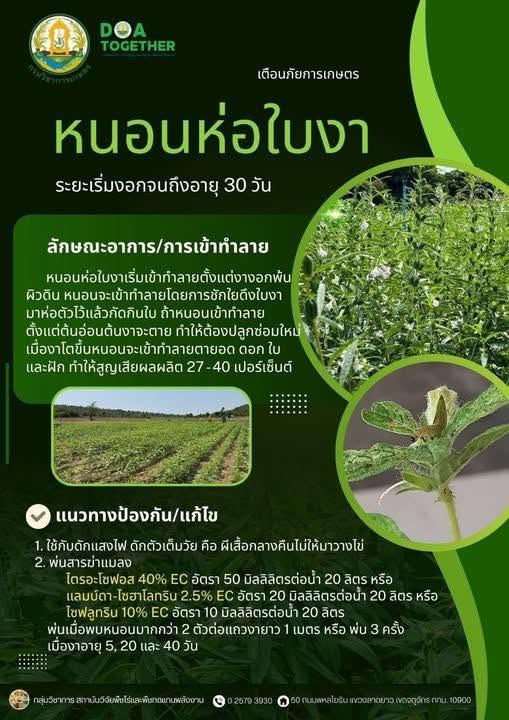 เตือนการเฝ้าระวัง หนอนห่อใบงา ประจำเดือน มิถุนายน 2569