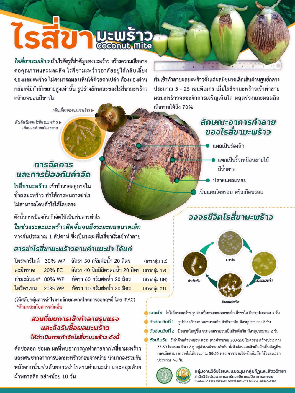 ระวังไรสี่ขาในมะพร้าว