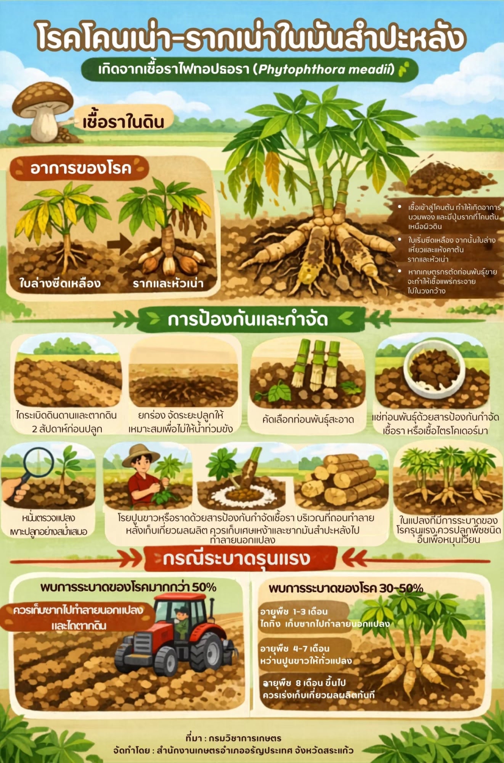 โรคโคนเน่า-รากเน่าในมันสำปะหลัง