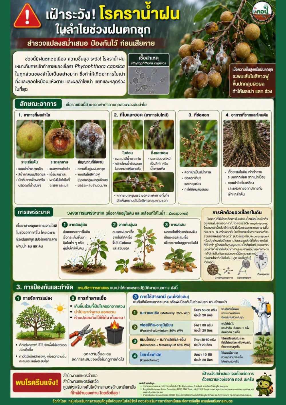 ระวังผลผลิตลำไยเสียหายจากเชื้อรา